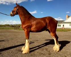 horse Rafter B Tartan Oakley (Clydesdale, 2016, from Joseph Lake's Gladiator)