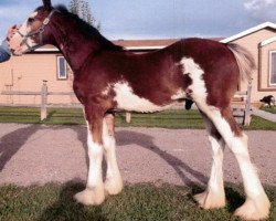 Pferd Rafter B Midnight Casey (Clydesdale, 2015, von Alamar L.S. Casey)