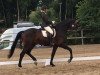 dressage horse Ernesto 82 (Rhinelander, 2014, from Enzo Ferrari)