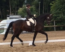 dressage horse Ernesto 82 (Rhinelander, 2014, from Enzo Ferrari)