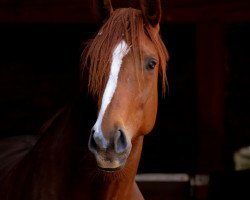 broodmare Diadora (Oldenburg, 2014, from Demirel)