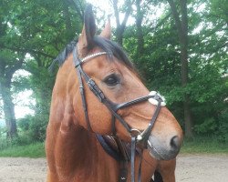 dressage horse Benno (Oldenburg, 2001, from Sunny-Boy)