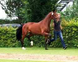 broodmare Fiesta del Sol (Oldenburg, 2013, from Fürstbischof)