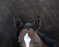 dressage horse Winnyzja (Austrian Warmblood, 2020, from Bernay)