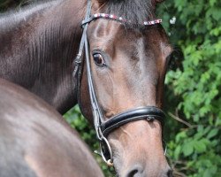 dressage horse Lexpression (KWPN (Royal Dutch Sporthorse), 2016, from Expression)