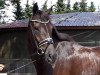 dressage horse Winnetou 1000 (Oldenburg, 2013, from Wynton)