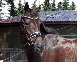 dressage horse Winnetou 1000 (Oldenburg, 2013, from Wynton)