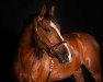 dressage horse Steendiek´s Monte Bellini (German Riding Pony, 2010, from Steendieks Monte Cassini)