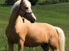 dressage horse Amber 142 (Palomino, 2005)