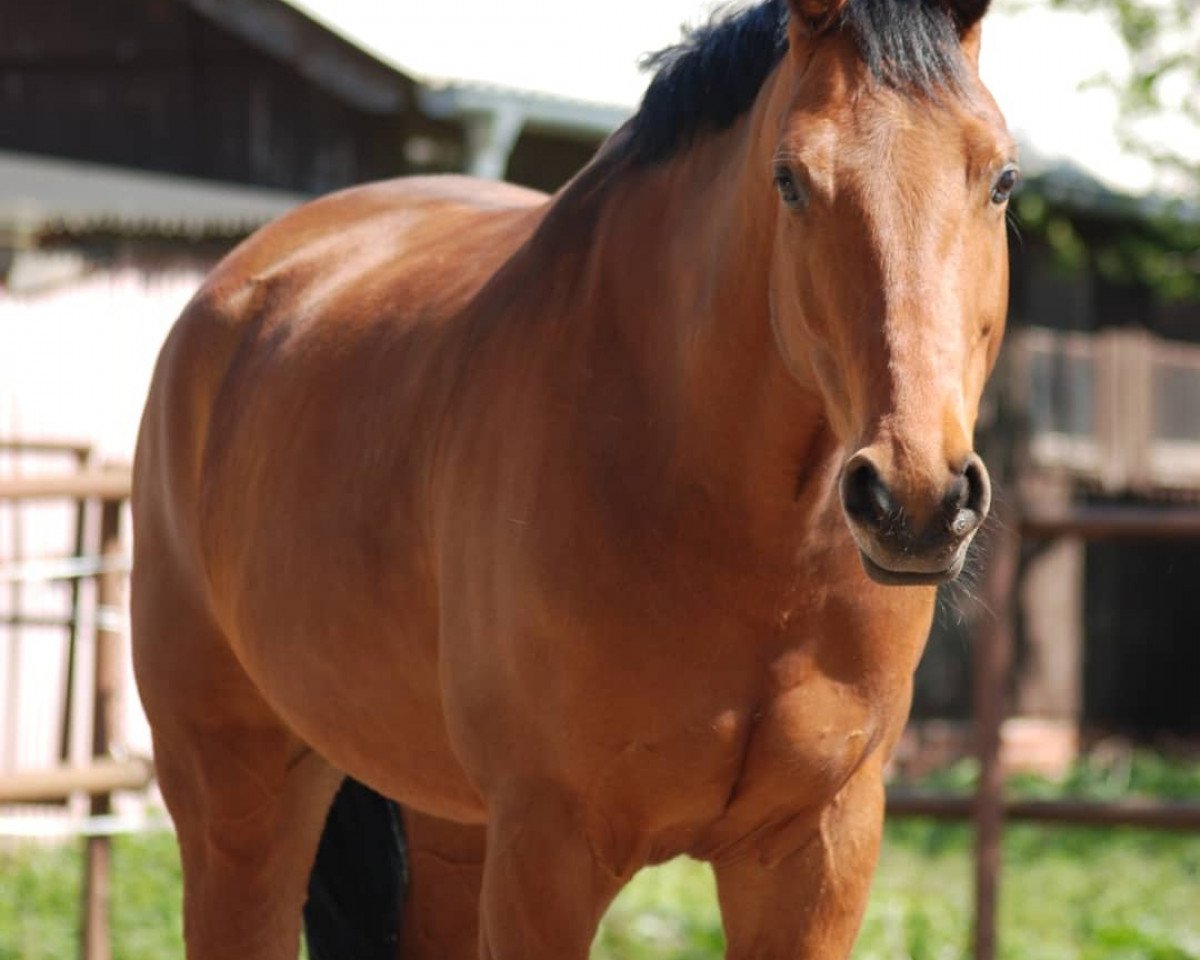 dressage horse Daruso H (KWPN (Royal Dutch Sporthorse), 2008, from Flemmingh)