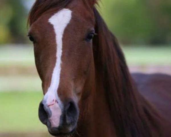 Zuchtstute Venustas Disco Queen (Deutsches Reitpony, 2015, von Dressman)