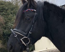 stallion Venustas Dark Magic (German Riding Pony, 2016, from Dark Dornik)