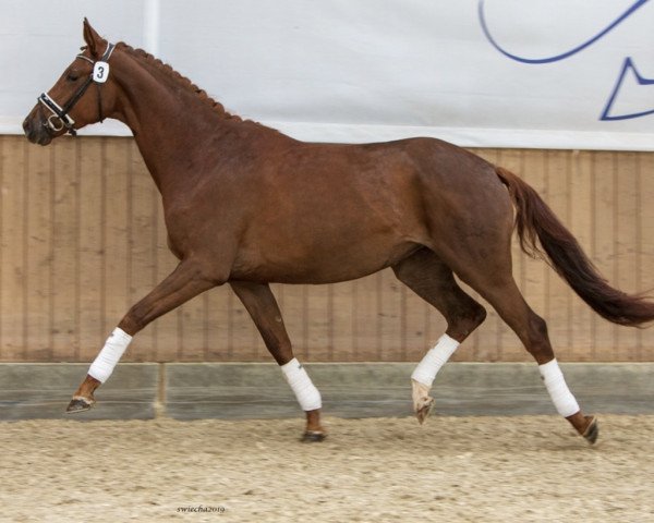 broodmare India (Trakehner, 2016, from All Inclusive)