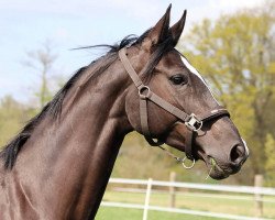 jumper Salut Bellenoire (Hanoverian, 2015, from Stolzenberg)