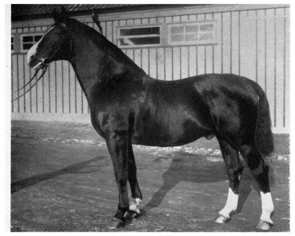 stallion Flugwind (Hanoverian, 1928, from Flugfeuer II)
