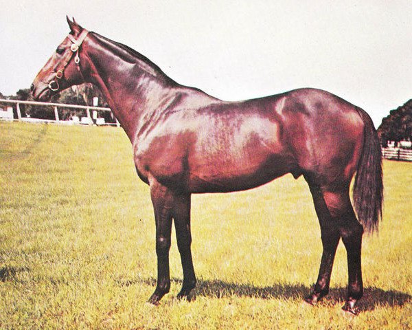 stallion Prince Taj xx (Thoroughbred, 1954, from Prince Bio xx)