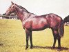 stallion Prince Taj xx (Thoroughbred, 1954, from Prince Bio xx)