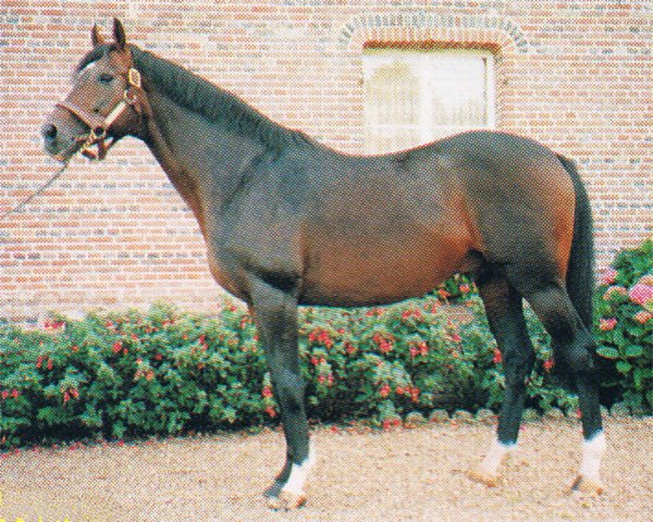 stallion Esprit du Nord xx (Thoroughbred, 1980, from Lyphard xx)