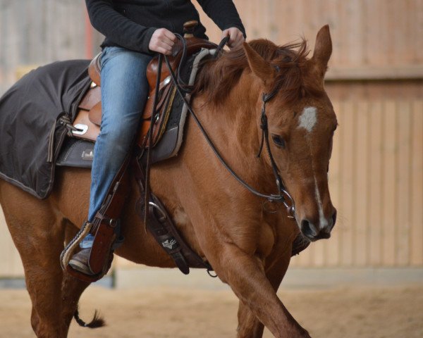 dressage horse Dunit tough enough (Quarter Horse, 2006)