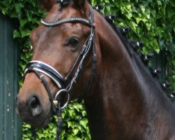 dressage horse Favorit Unico (Westphalian, 2017, from Fürst Jazz)