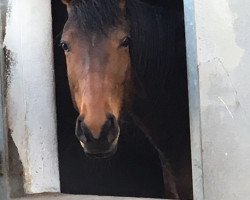 dressage horse Be My Affair (German Warmblood, 2012, from Sweet Affair)