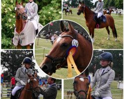 dressage horse Starpower Tessa (German Riding Pony, 2010, from Orlando 270)