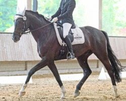 dressage horse Genteel Affair (German Warmblood, 2007, from Sweet Affair)