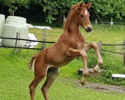 dressage horse Hengst von For Romance I / Nekton (Holsteiner, 2020, from For Romance I)