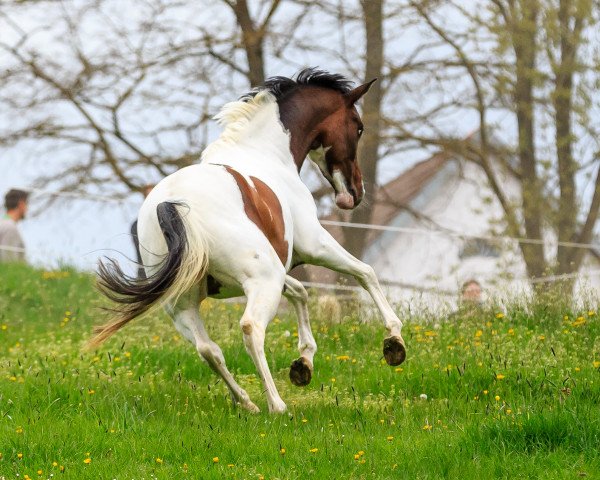 broodmare Gravity RZ (Trakehner, 2016, from Marseille 6)