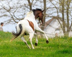 Zuchtstute Pr.+StPrSt. Gravity RZ (Trakehner, 2016, von Marseille 6)