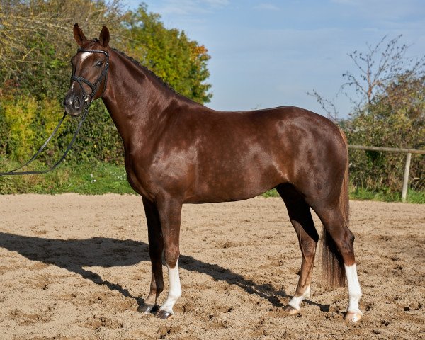 dressage horse Quaterhall's Foxqueen (Hanoverian, 2015, from Quaterhall)