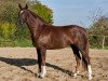 dressage horse Quaterhall's Foxqueen (Hanoverian, 2015, from Quaterhall)