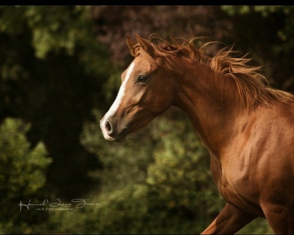 dressage horse Daily Rubina (German Riding Pony, 2015, from Daily Pleasure WE)