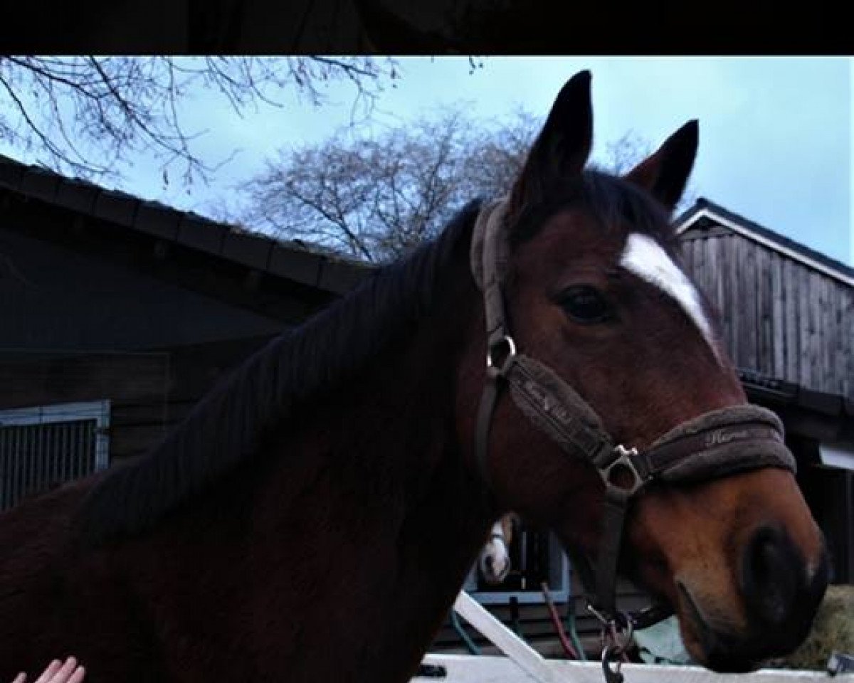 broodmare Edelblut (Rhinelander, 2001, from Ehrentanz I)