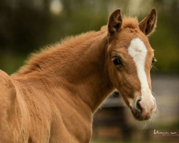 dressage horse Golden Bentley (Rhinelander, 2018, from Genesis B)