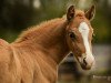 dressage horse Golden Bentley (Rhinelander, 2018, from Genesis B)