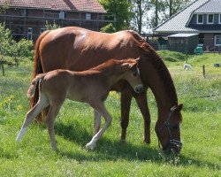 Dressurpferd Belle Surprise de Paques (Hannoveraner, 2019, von Belissimo NRW)