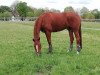 dressage horse Fine Floriano (Oldenburg, 2012, from Florencio I)