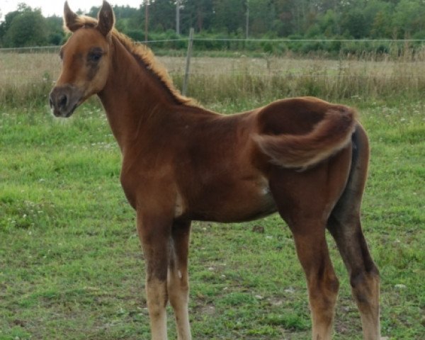 Zuchtstute Edna (Trakehner, 2019, von Chromas)