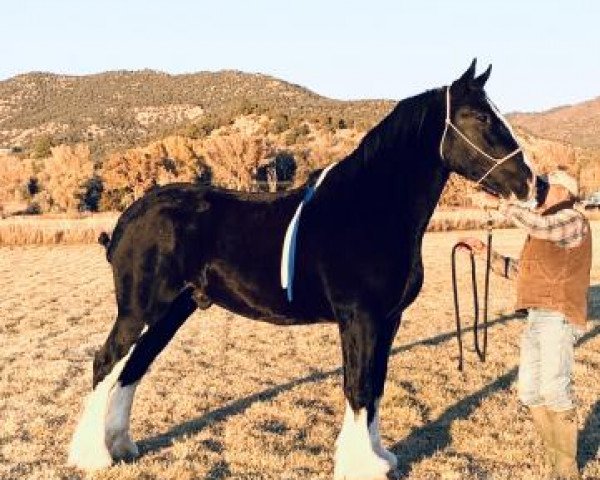 Deckhengst Rafter B Hanes Perfection (Clydesdale, 2017, von Joseph Lake's Gladiator)