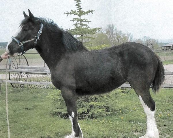 horse Rafter B Dezi Faye (Clydesdale, 2018, from Grandview Jack's Warlock)