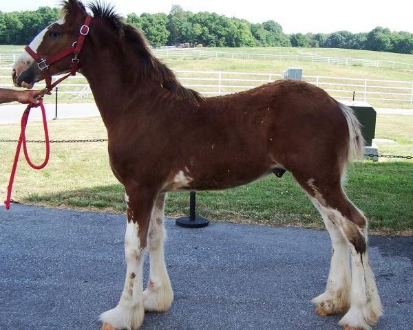 Pferd Belleau W.S. Jeremy (Clydesdale, 2013, von Priest Lake Perfection)