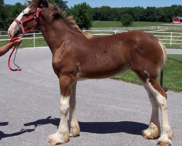 horse Belleau W.S. Joy's Janet (Clydesdale, 2014, from Priest Lake Perfection)