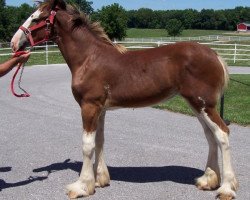 horse Belleau W.S. Joy's Janet (Clydesdale, 2014, from Priest Lake Perfection)