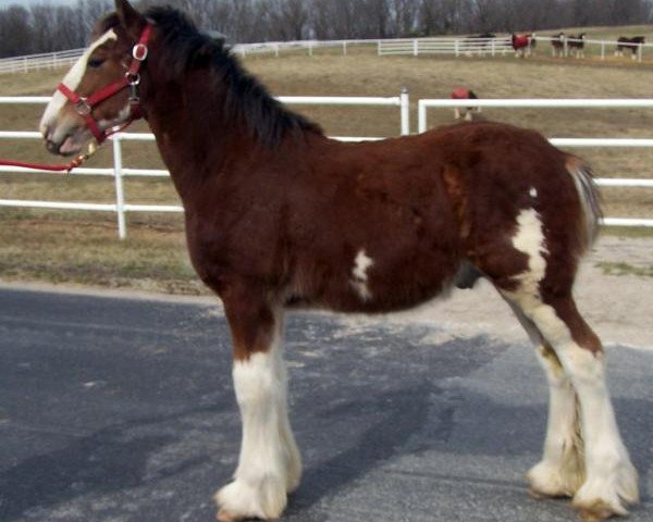 Pferd Belleau W.S. Julio (Clydesdale, 2015, von Zorra Highland Captain)