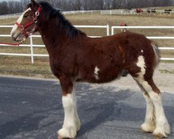 horse Belleau W.S. Julio (Clydesdale, 2015, from Zorra Highland Captain)