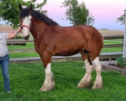 Zuchtstute G.F. Belleau Joy (Clydesdale, 2009, von Thistle Ridge Argyll Enhancer)