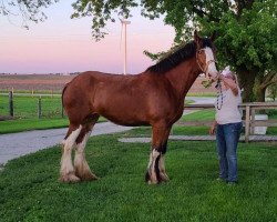 horse Belleau W.S. Marcia (Clydesdale, 2012, from Priest Lake Perfection)