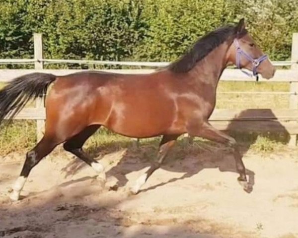 broodmare Royal Flower (German Riding Pony, 2016, from Darino)