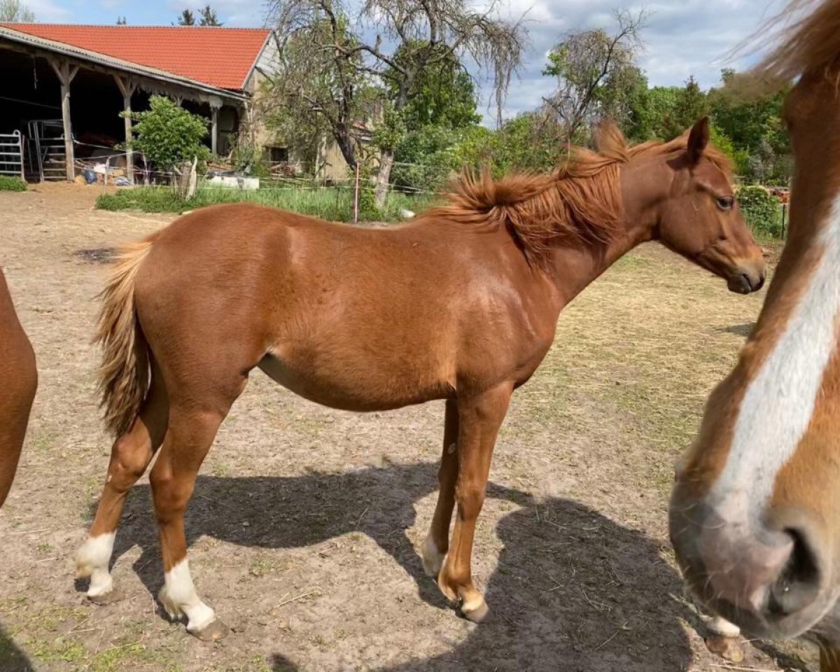 Zuchtstute My little Melody (Deutsches Reitpony, 2019, von Oosteinds Ricky)